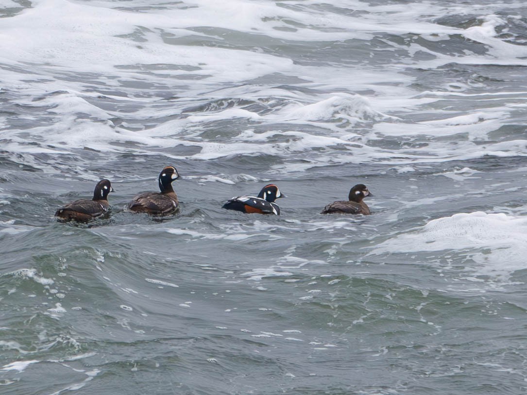 Harlequin Duck - ML617805220