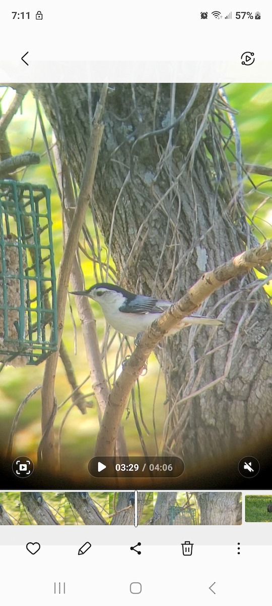 White-breasted Nuthatch - Cynthia Hebert