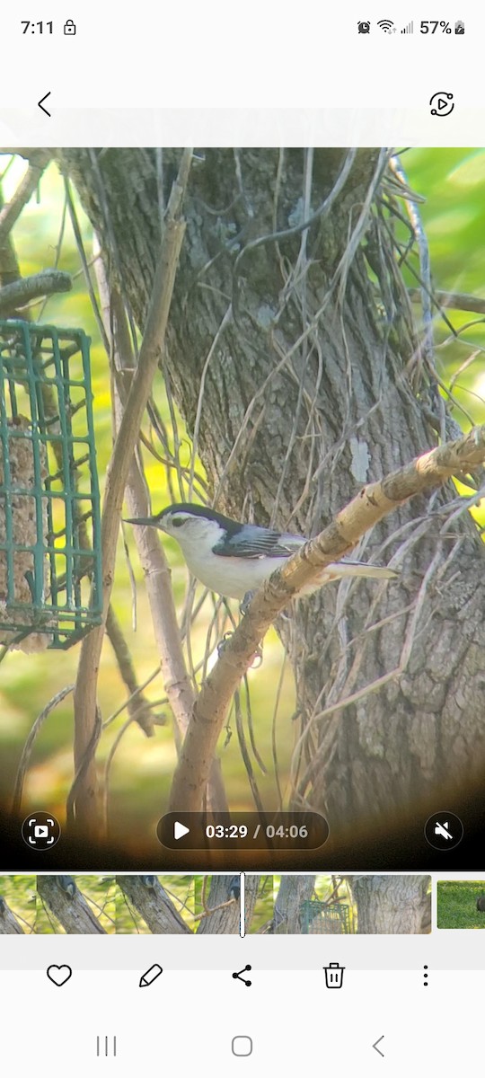 White-breasted Nuthatch - ML617805263