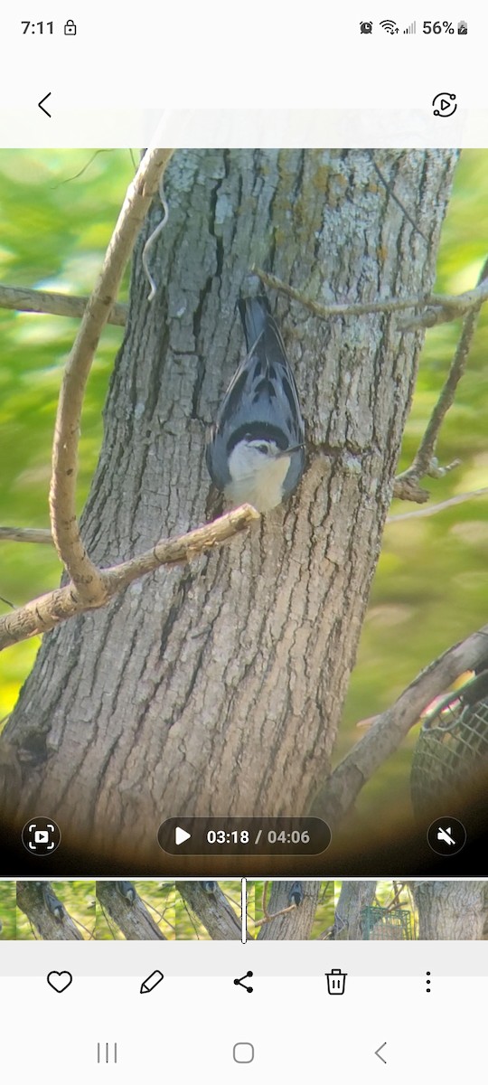 White-breasted Nuthatch - Cynthia Hebert