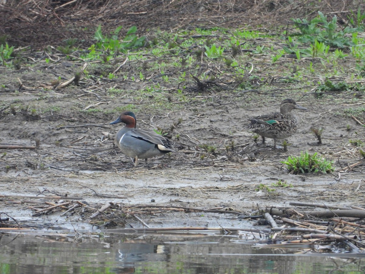 Green-winged Teal - Chad Wilson