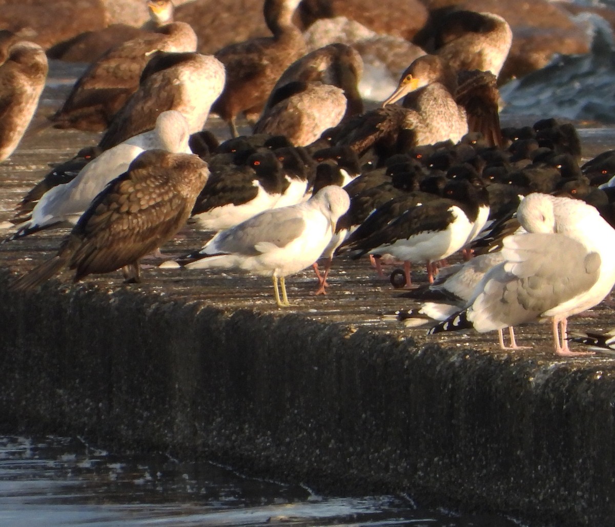 Common Gull (Kamchatka) - Gary Graves