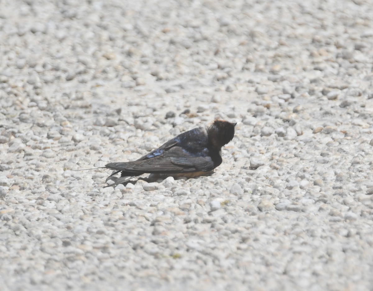 Barn Swallow - ML617805309