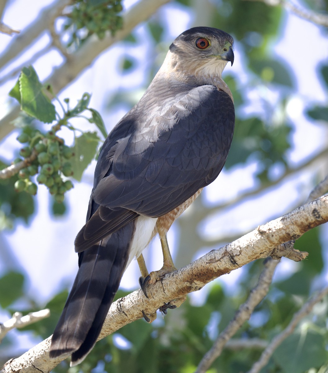 Cooper's Hawk - ML617805321