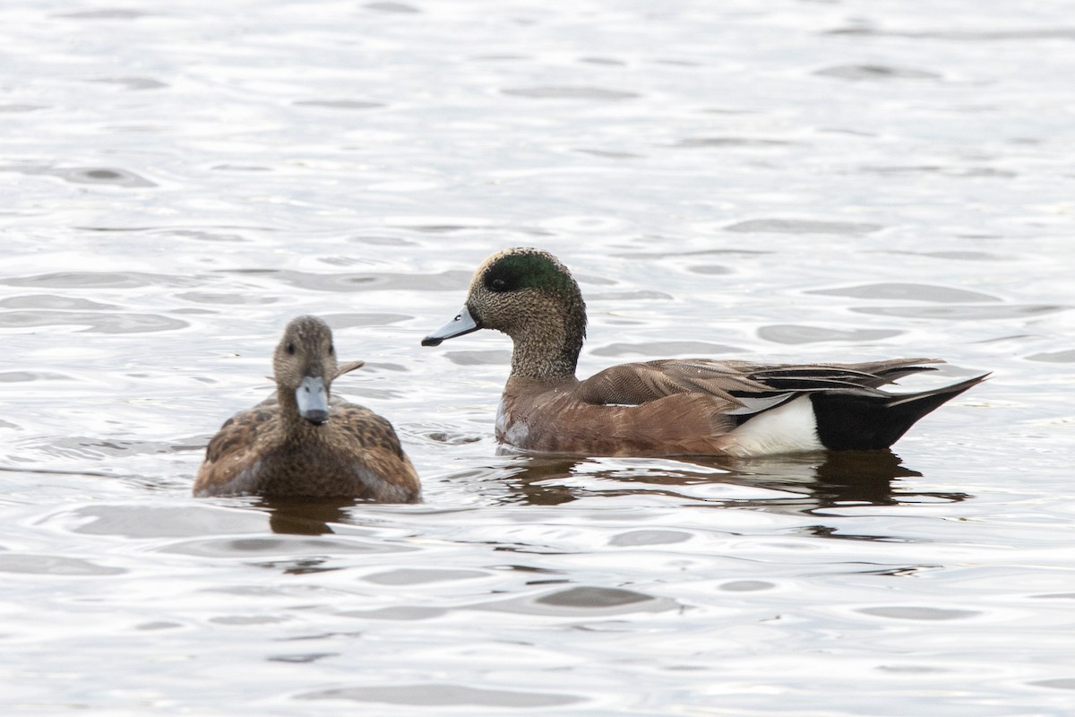 American Wigeon - Tristan Yoo