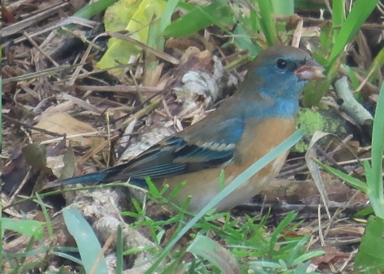 Lazuli Bunting - ML617805371