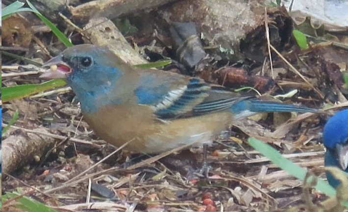 Lazuli Bunting - ML617805372