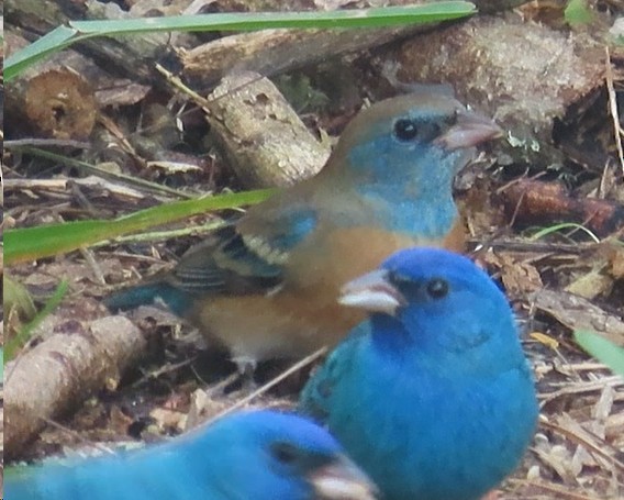 Lazuli Bunting - ML617805373