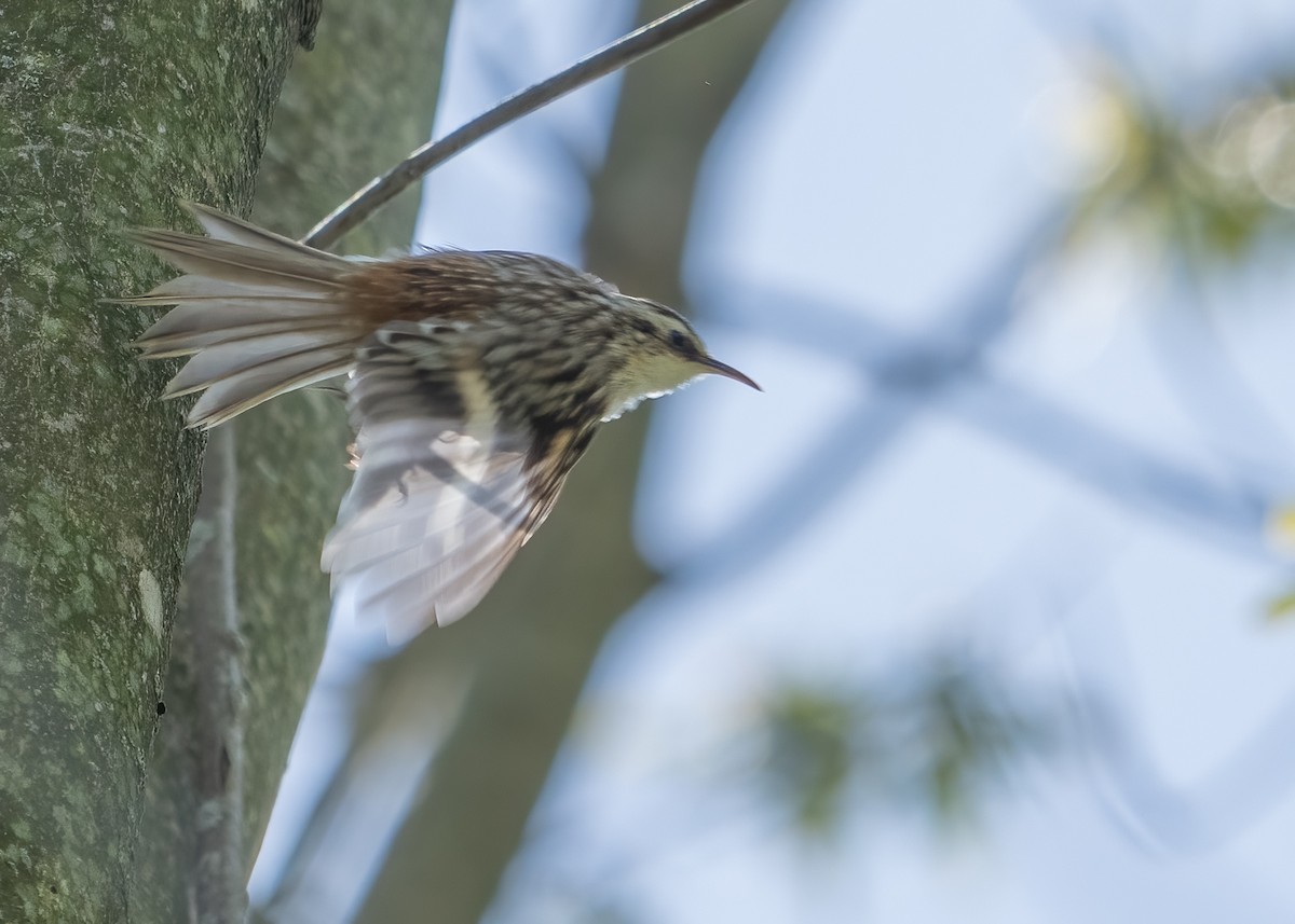 Brown Creeper - Michelle Holycross