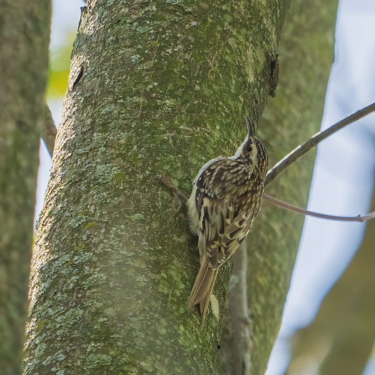 Brown Creeper - ML617805382