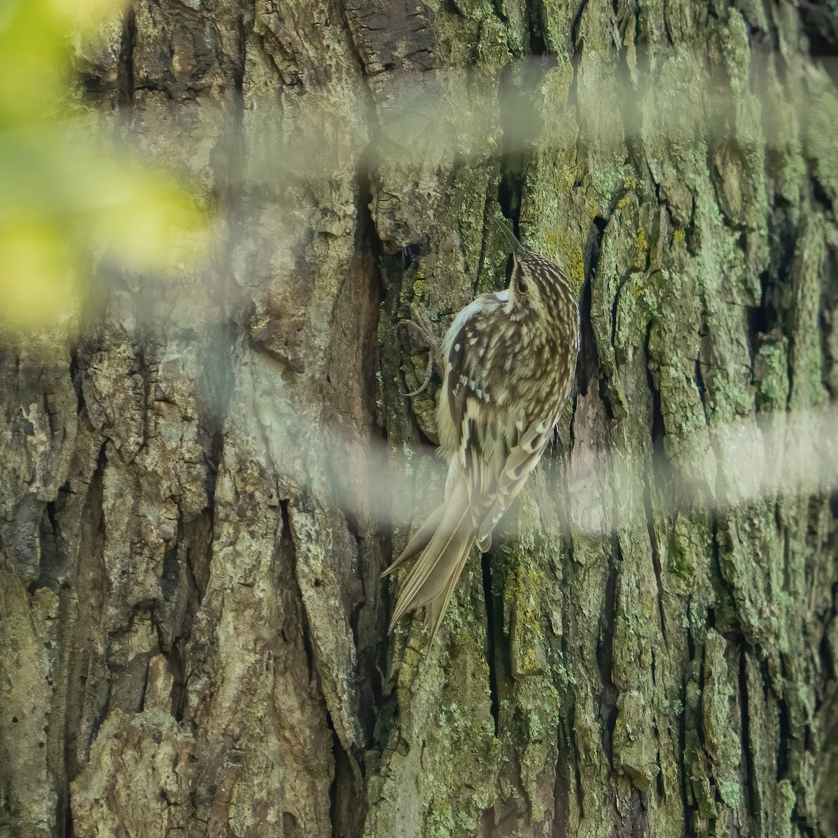 Brown Creeper - ML617805383