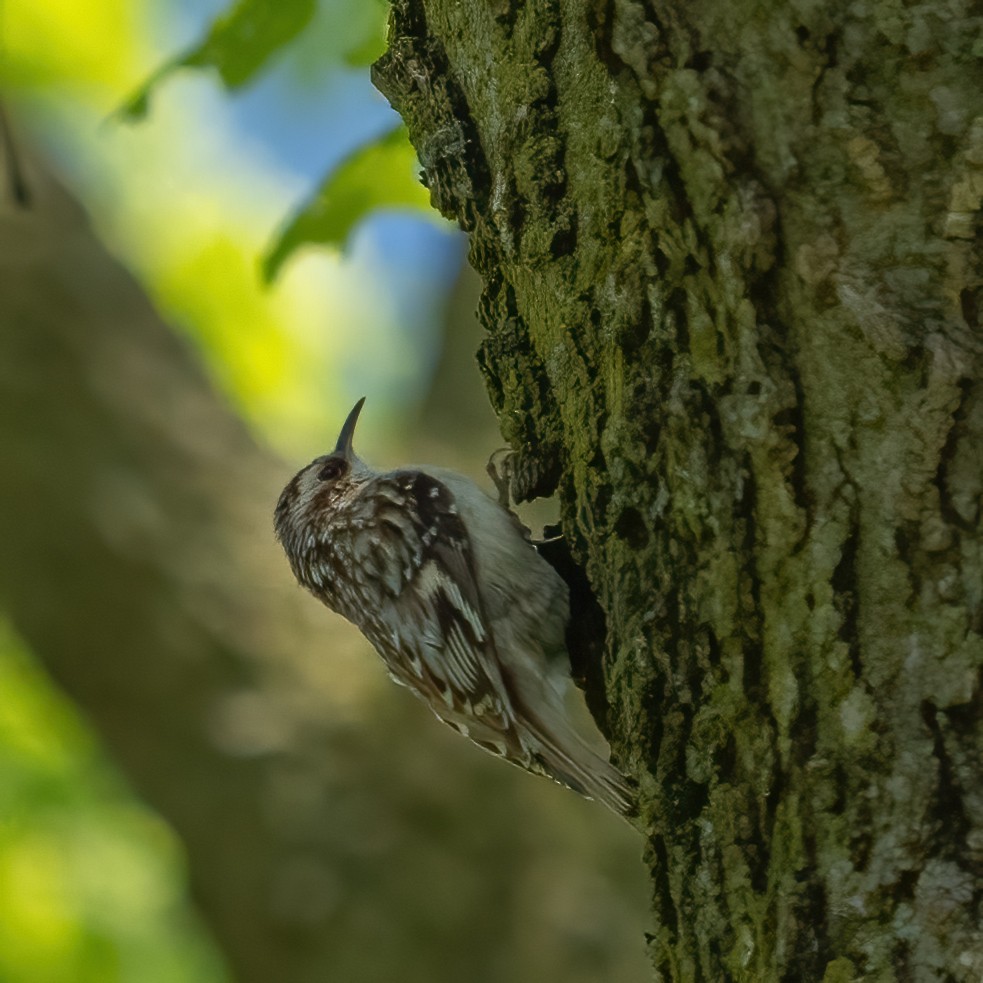 Brown Creeper - ML617805388