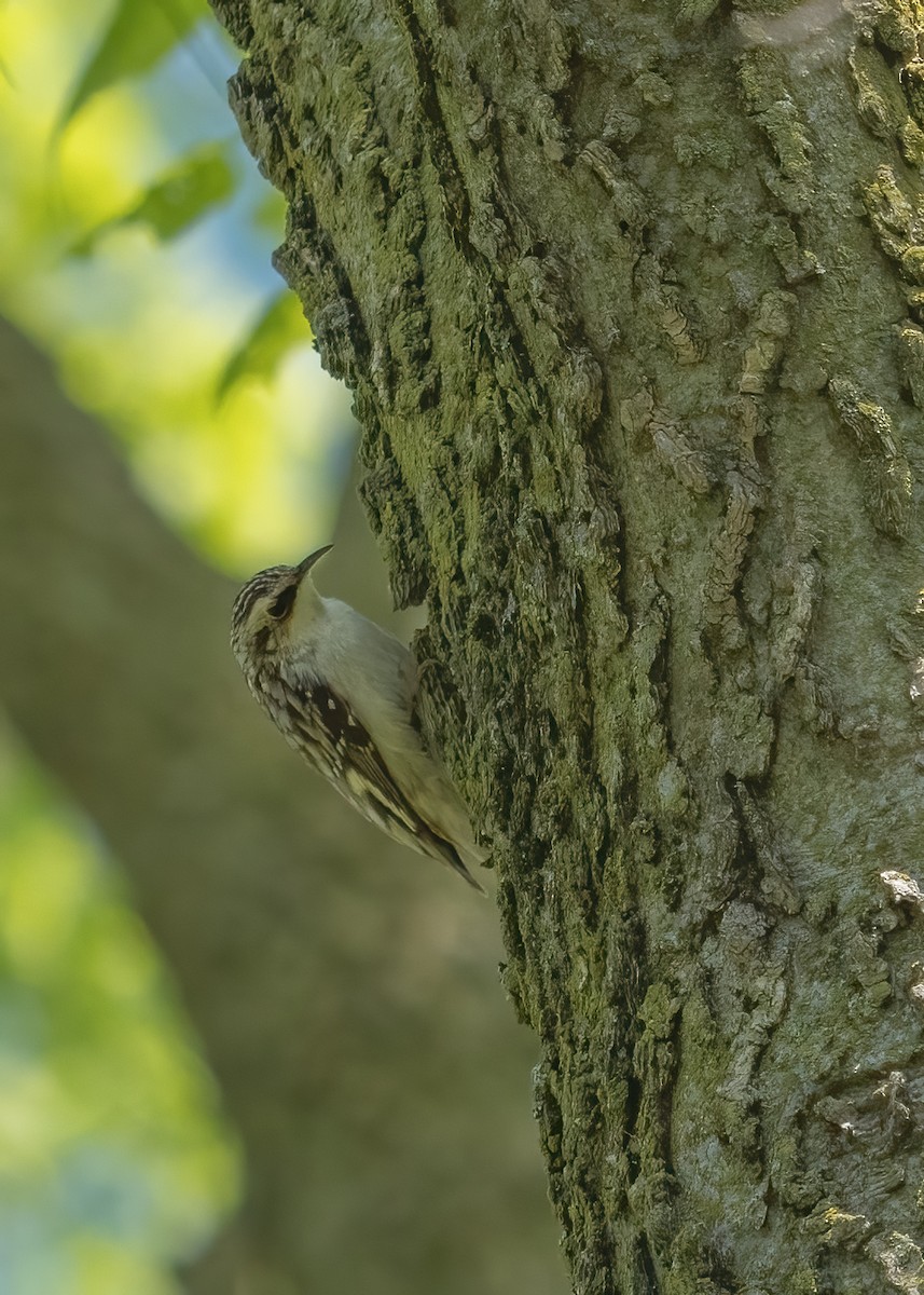 Brown Creeper - ML617805389