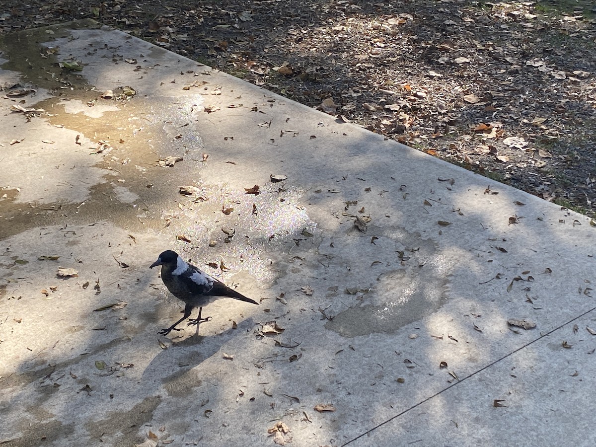 Australian Magpie - Jan S