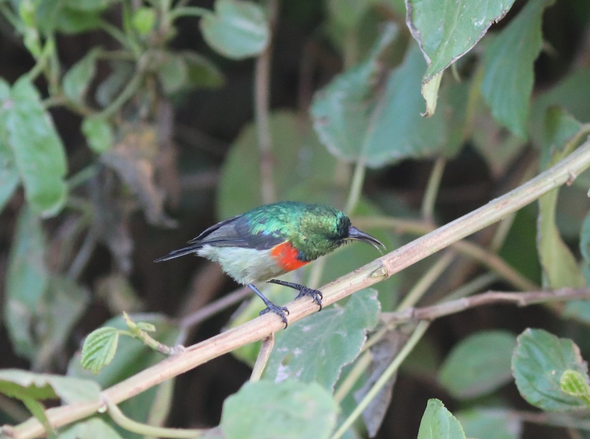 Eastern Double-collared Sunbird - Rohan van Twest