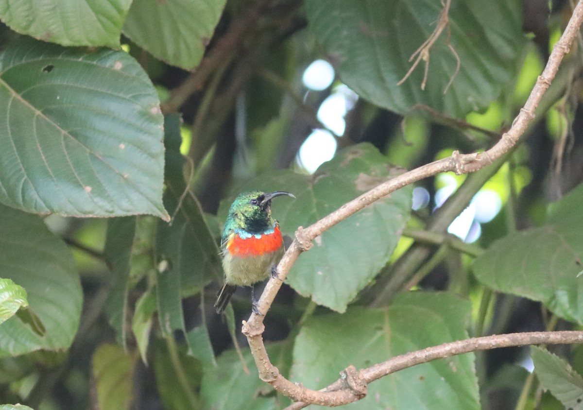 Eastern Double-collared Sunbird - Rohan van Twest