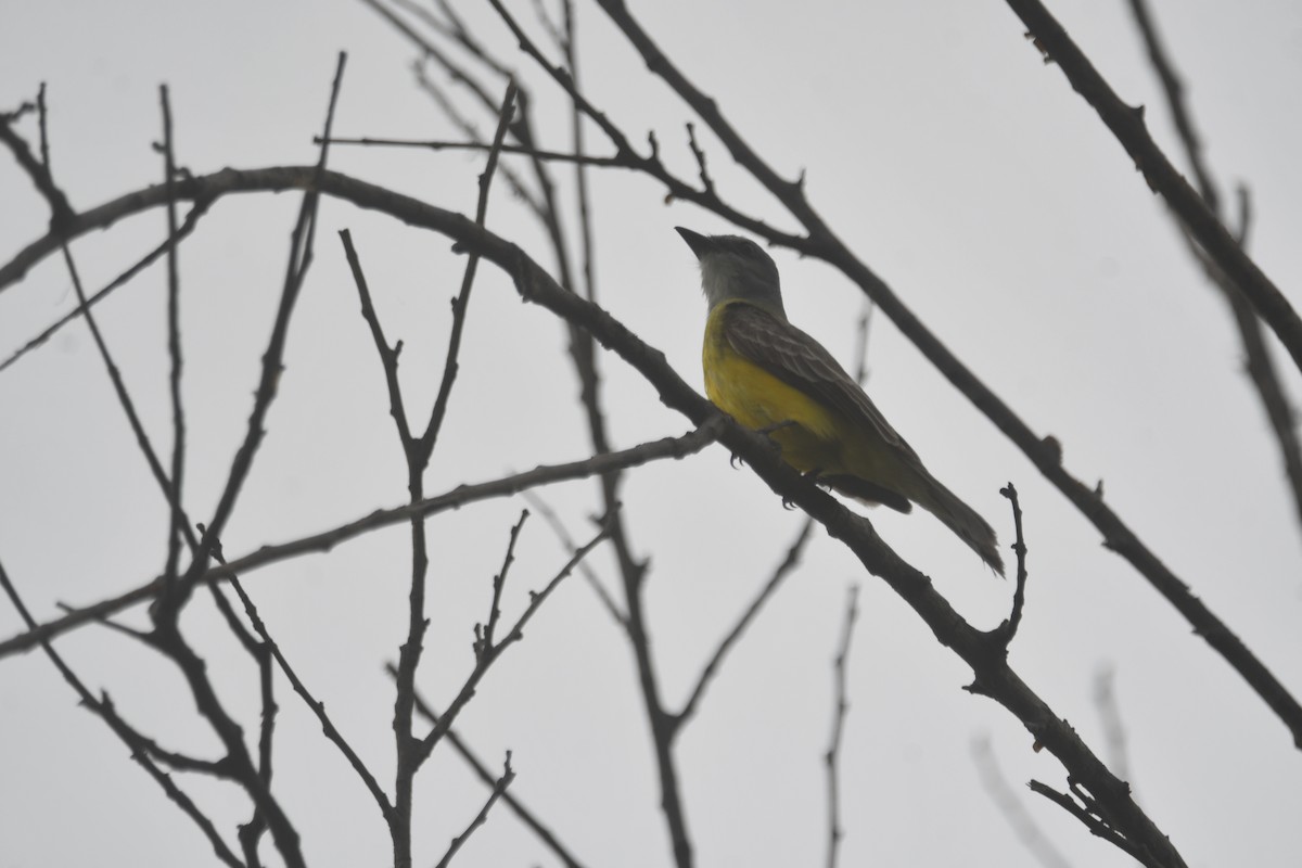 Couch's Kingbird - ML617805410