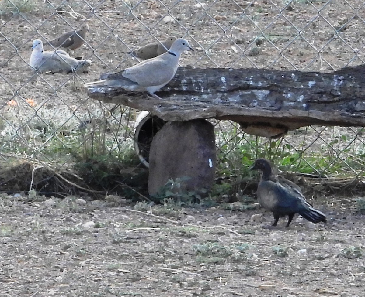 Eurasian Collared-Dove - Christopher Pipes