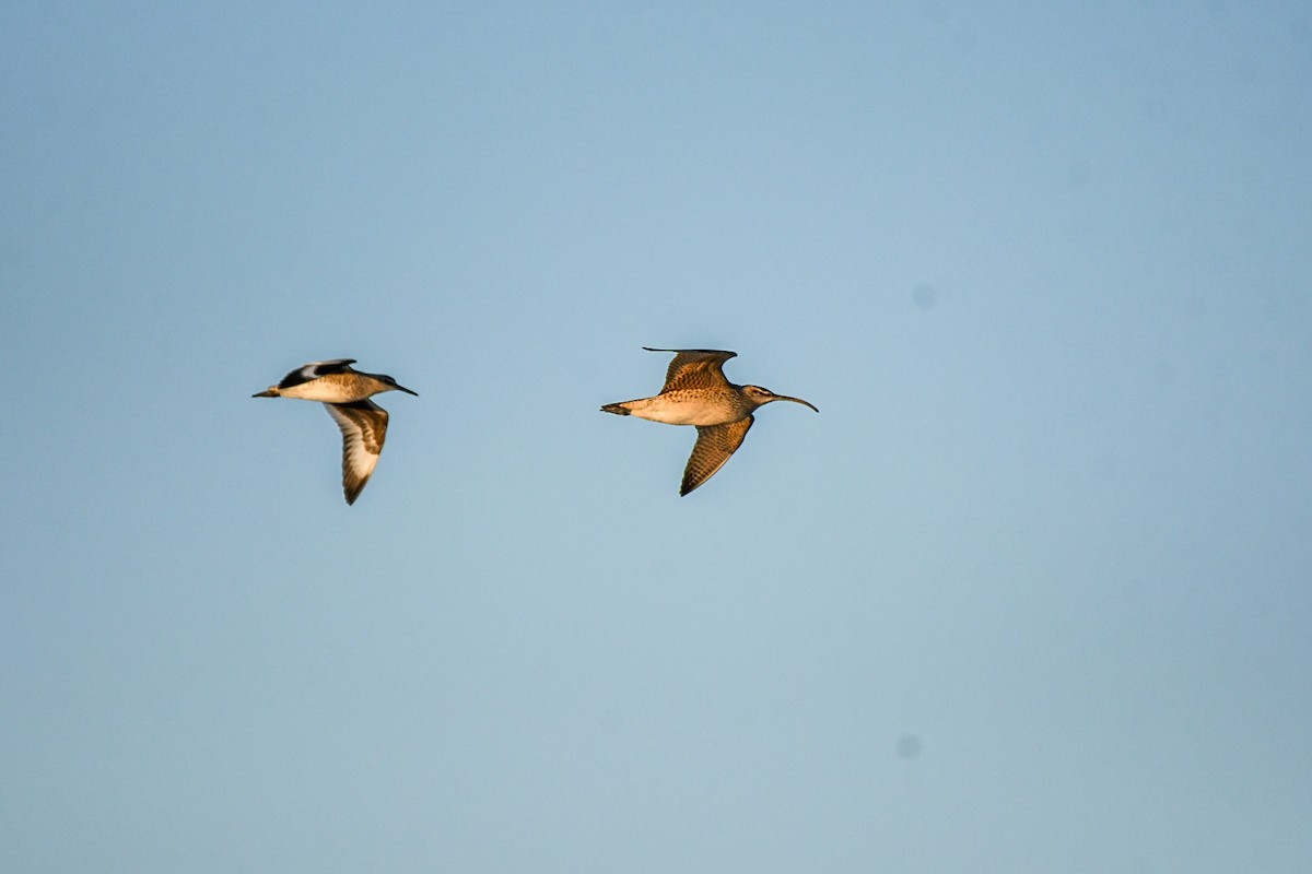 Whimbrel - Jenn Clementoni