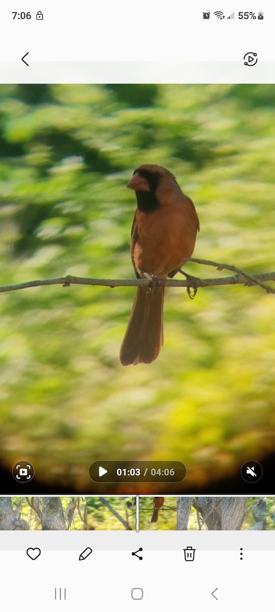 Northern Cardinal - Cynthia Hebert