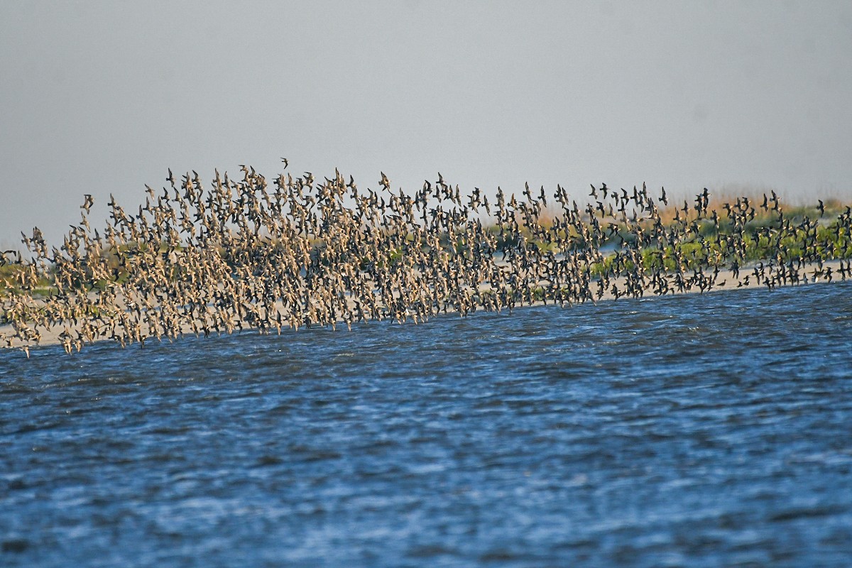 Red Knot - Jenn Clementoni