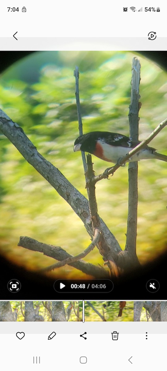 Rose-breasted Grosbeak - Cynthia Hebert