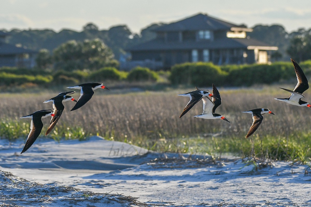 Black Skimmer - Jenn Clementoni