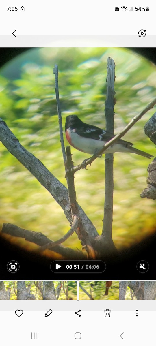 Rose-breasted Grosbeak - ML617805493