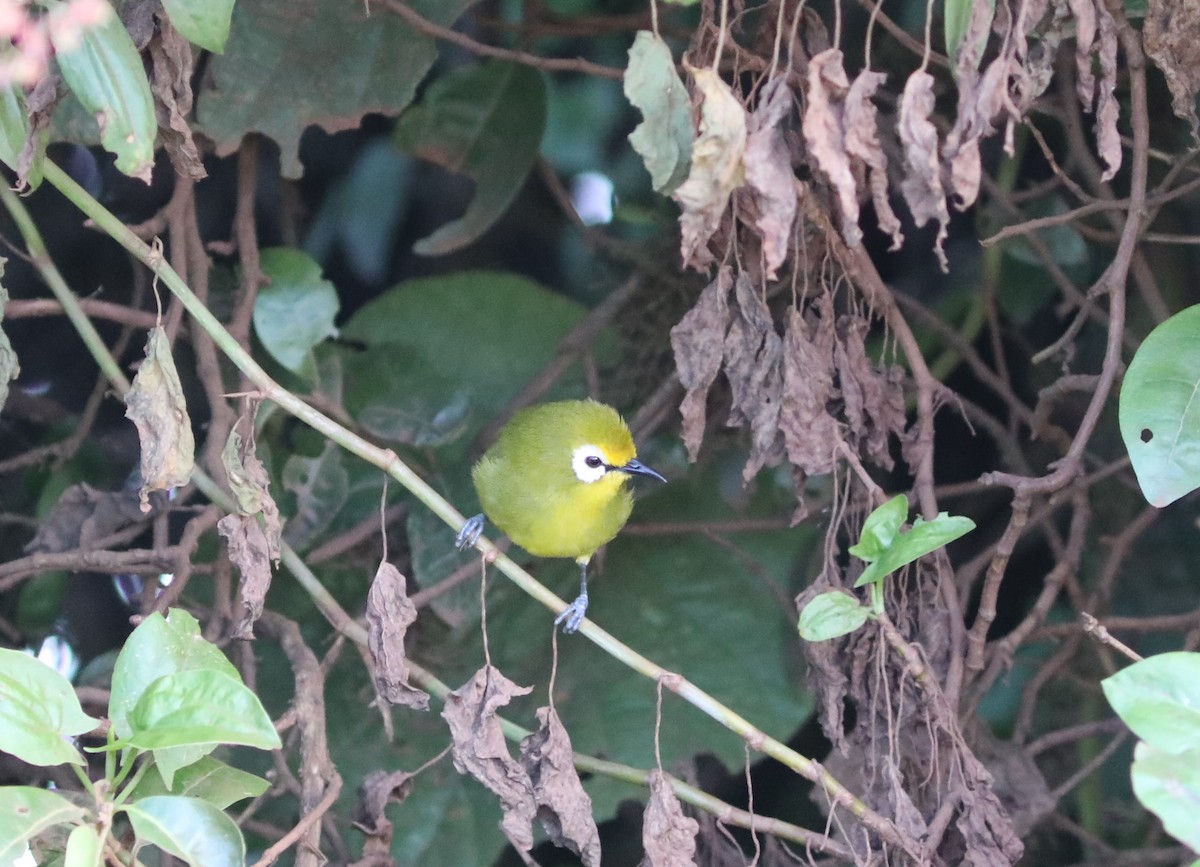 Mbulu White-eye - ML617805497