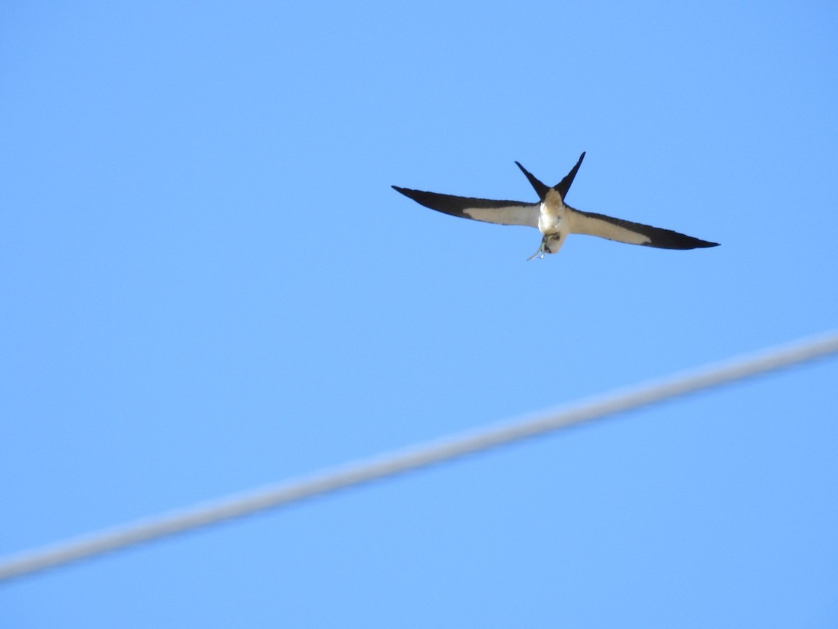 Swallow-tailed Kite - ML617805506