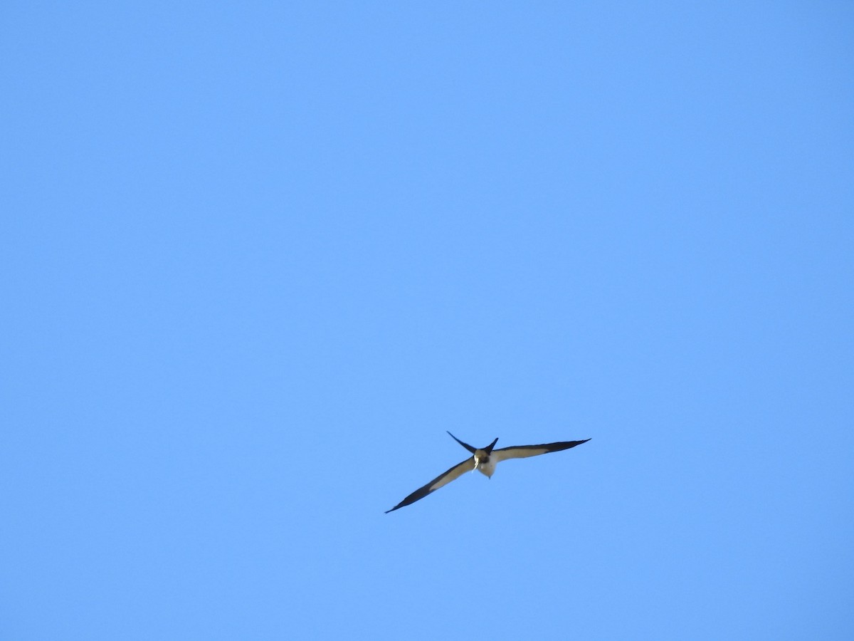 Swallow-tailed Kite - ML617805507