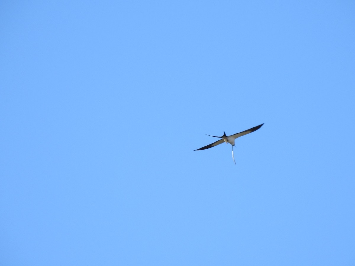 Swallow-tailed Kite - ML617805508