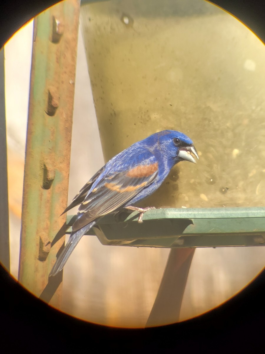 Blue Grosbeak - ML617805530