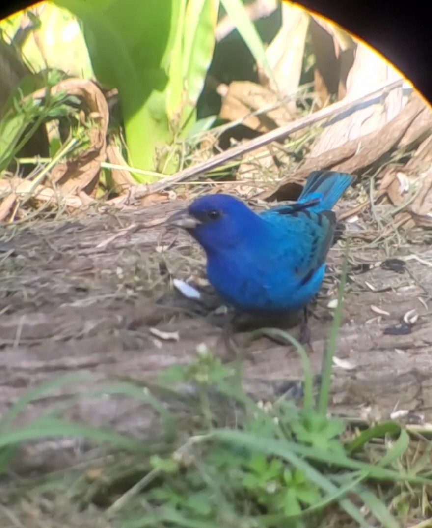 Indigo Bunting - Cynthia Hebert