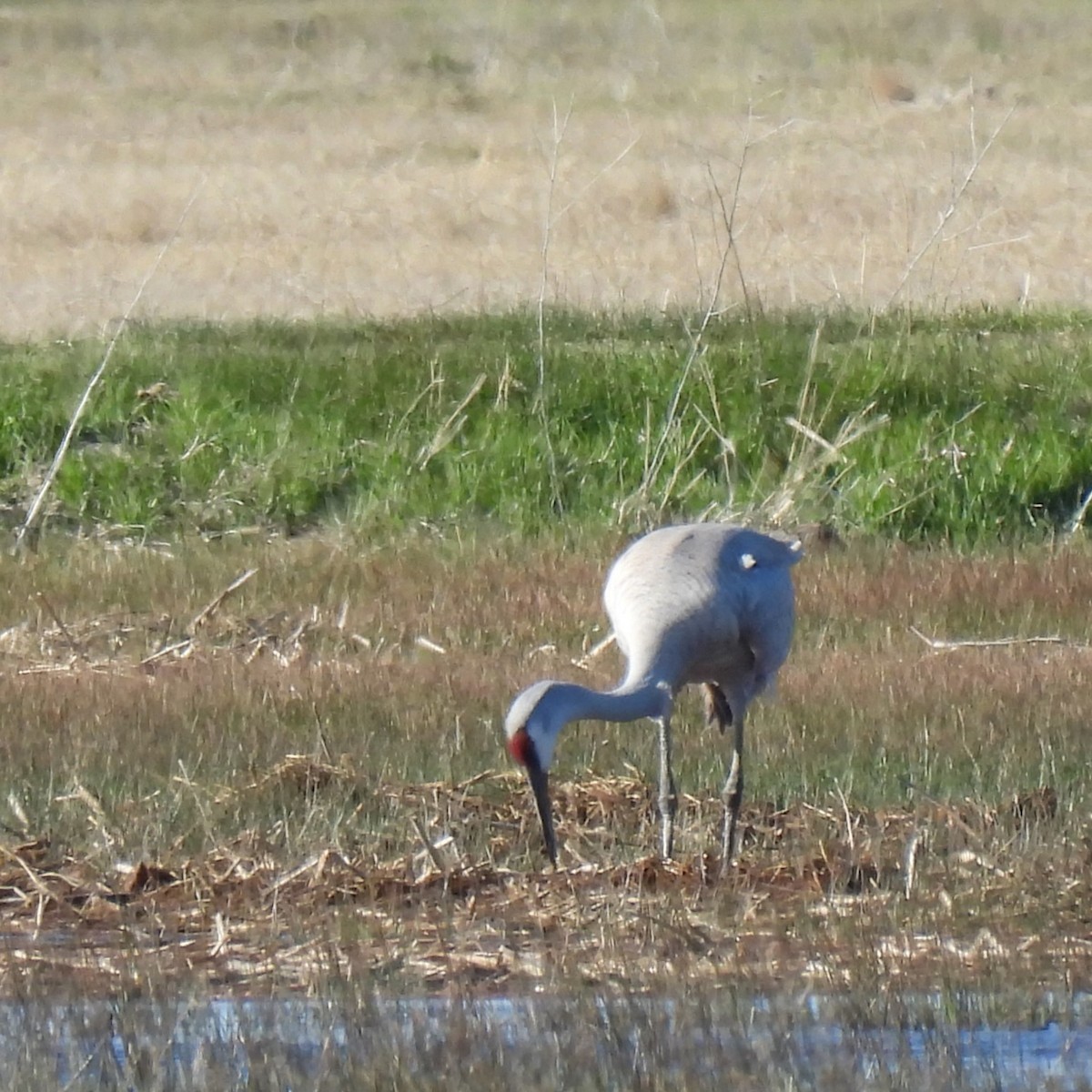 Sandhill Crane - Margi Finch