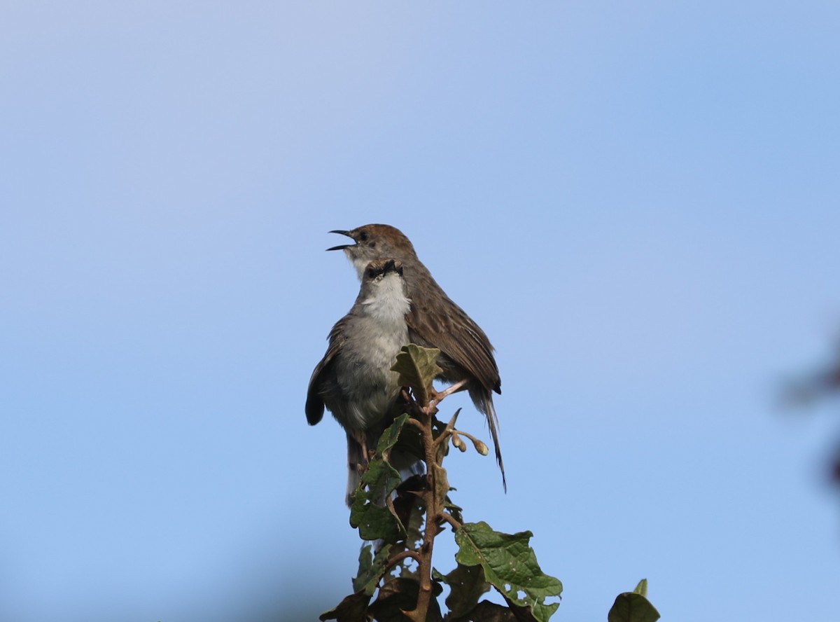 Hunter's Cisticola - ML617805560