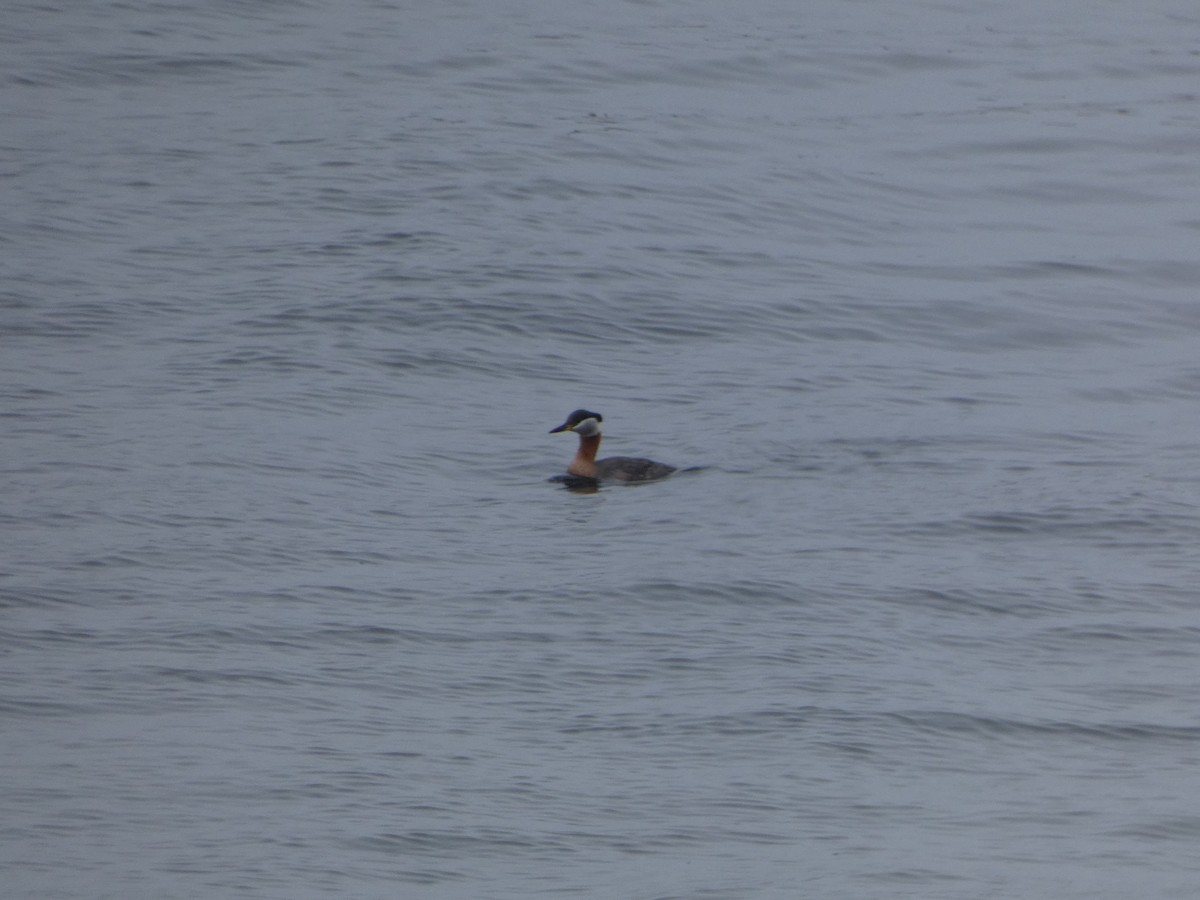 Red-necked Grebe - ML617805568