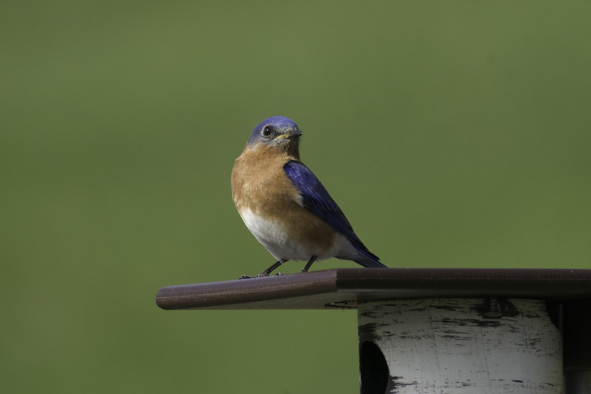 Eastern Bluebird - Martin  Carlin