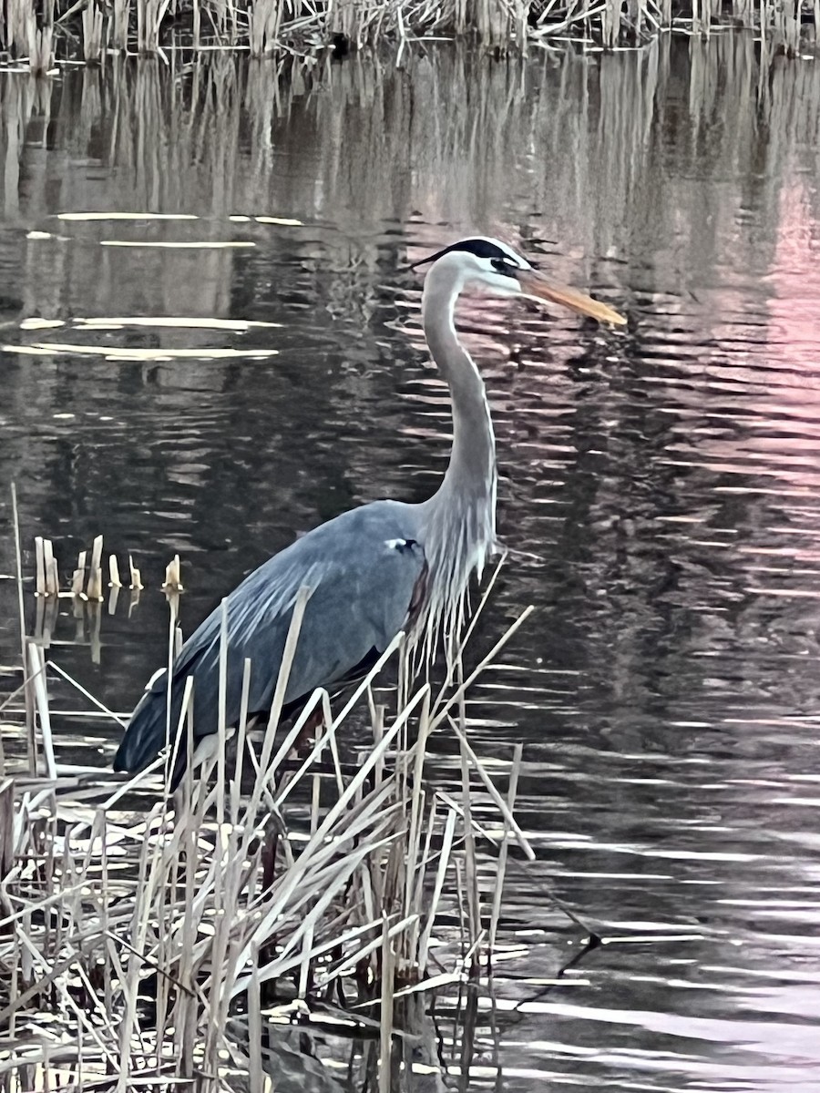 Great Blue Heron - ML617805598