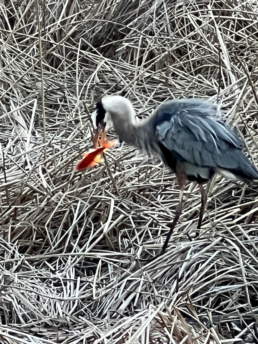 Great Blue Heron - ML617805599