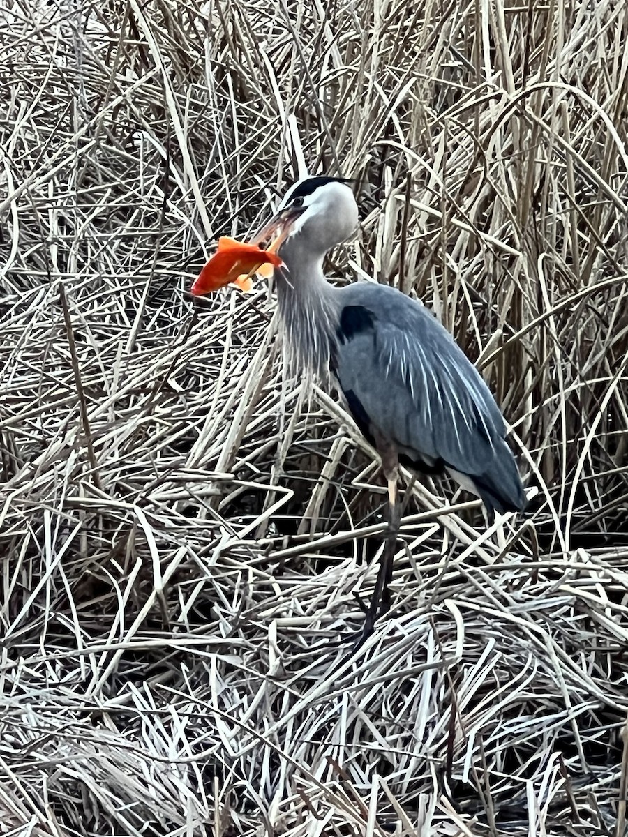 Great Blue Heron - ML617805600