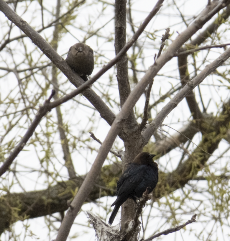 Brown-headed Cowbird - ML617805631