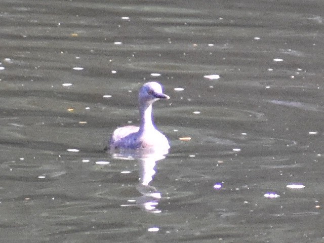 Least Grebe - ML617805657