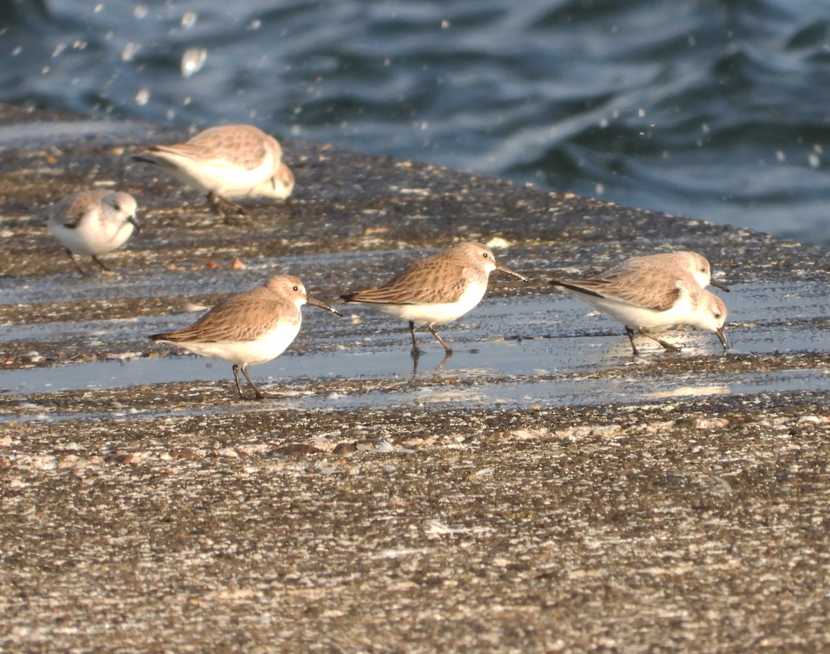 Sanderling - Gary Graves