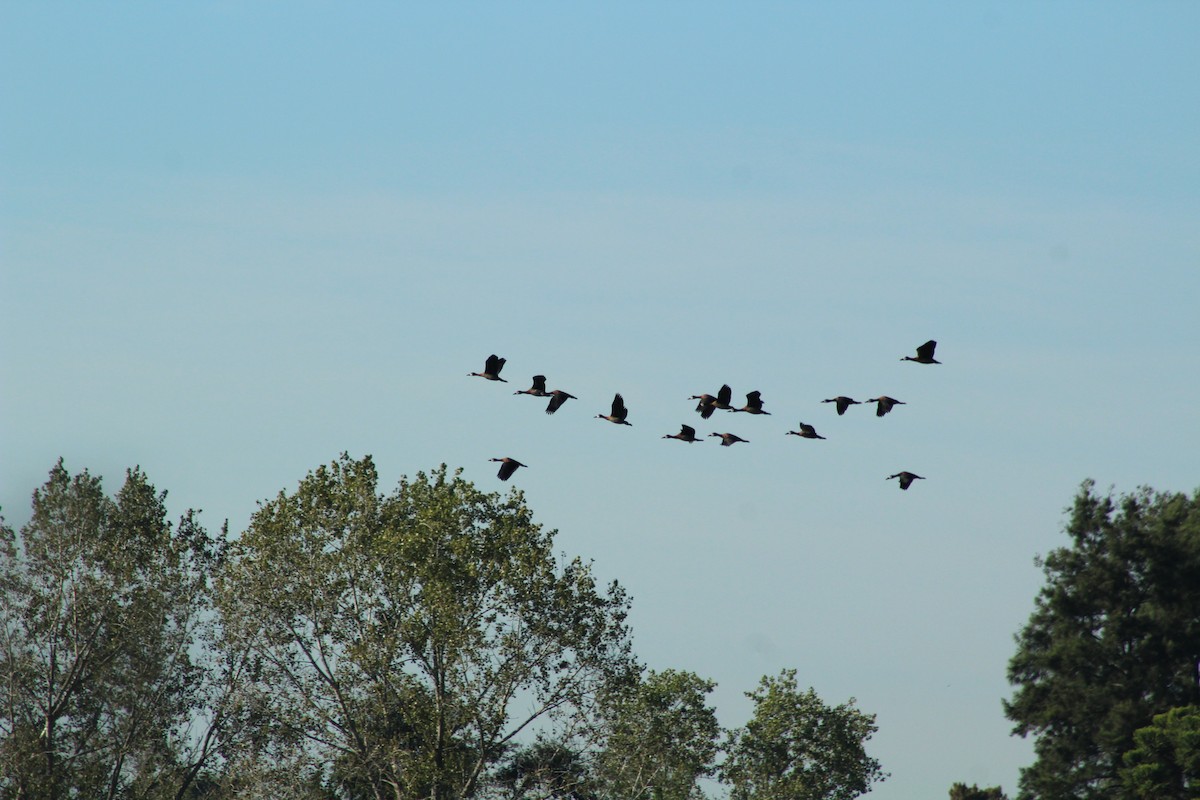 White-faced Whistling-Duck - Vicky Bonifacio