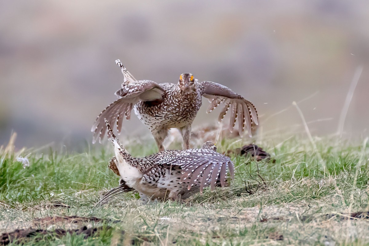 Sharp-tailed Grouse - Ron Horn