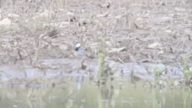 White Wagtail (ocularis) - Cassidy Ficker