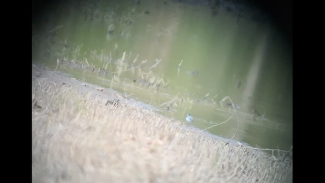 נחליאלי לבן (ממושקף) - ML617805754