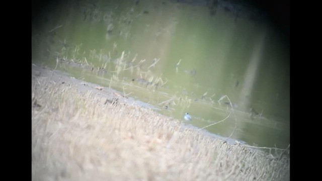 White Wagtail (ocularis) - ML617805754