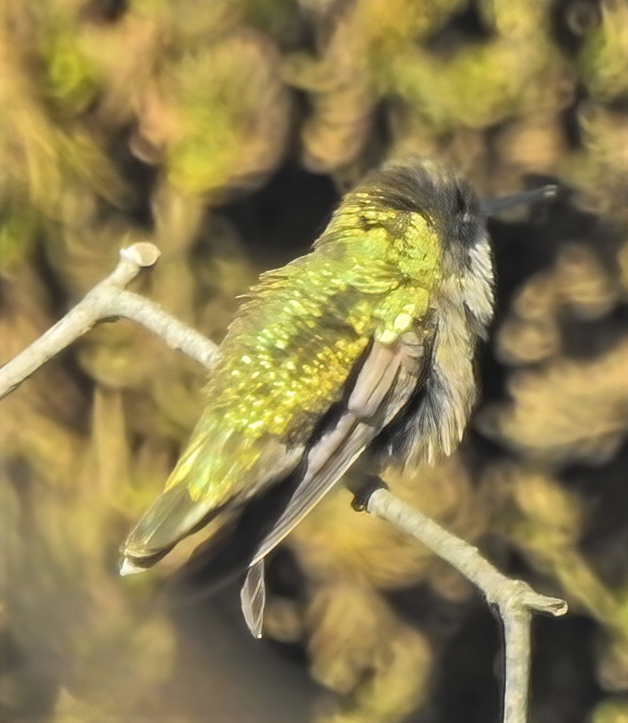 Black-chinned Hummingbird - Bryan McIntosh